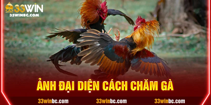 ảnh đại diện cách chăm gà