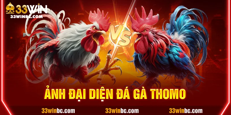 ảnh đại diện đá gà thomo