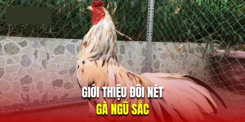 Phân biệt màu mạng của chiến kê ngũ sắc cùng 33WIN