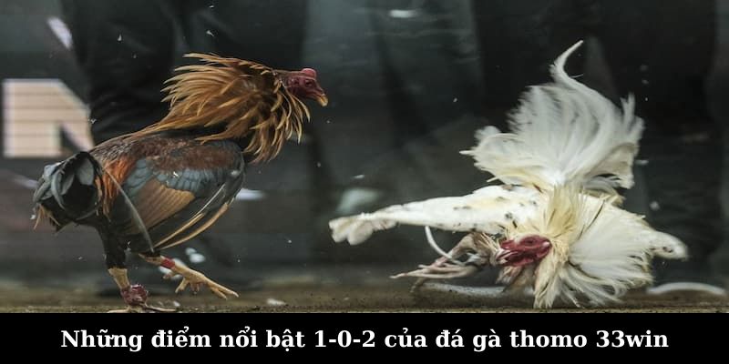 Những điểm nổi bật 1-0-2 của đá gà thomo 33WIN