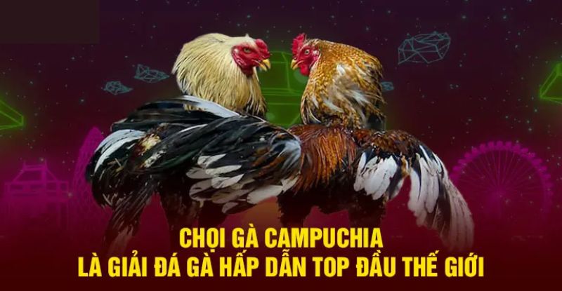 Các loại hình đá gà Campuchia phổ biến tại 33WIN